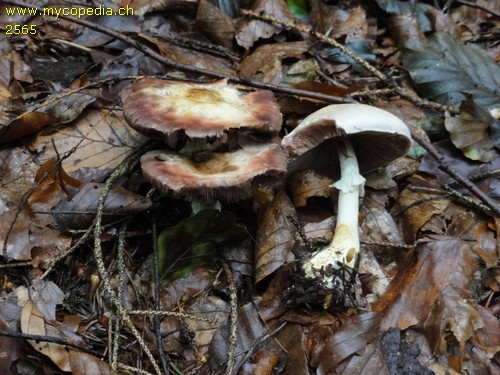 Agaricus silvicola - 