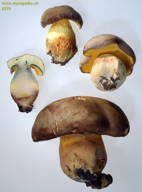 Butyriboletus fechtneri - 