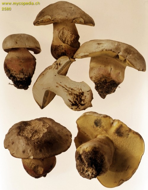 Butyriboletus fechtneri - 