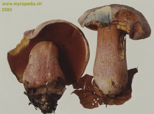 Rubroboletus rhodoxanthus - 