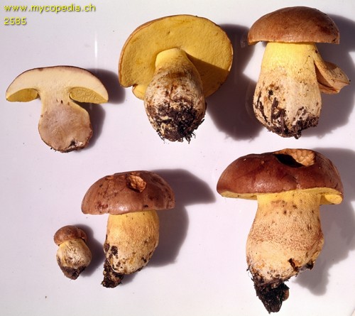 Butyriboletus appendiculatus - 
