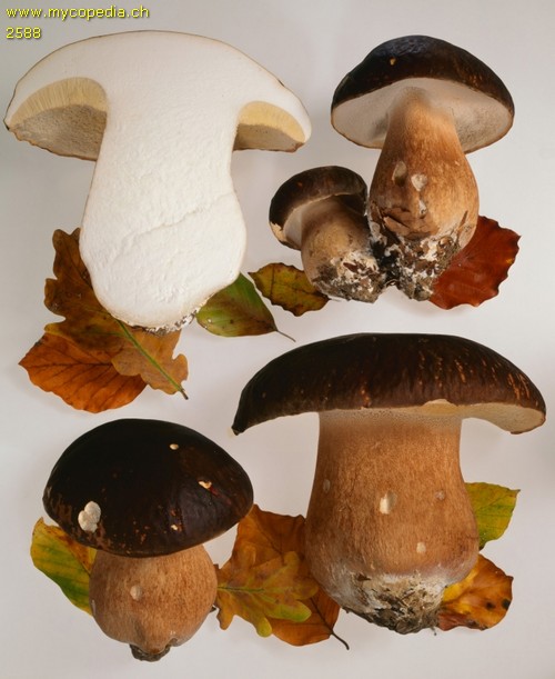 Boletus aereus - 