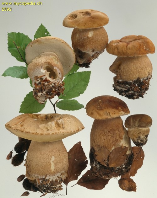 Boletus reticulatus - 