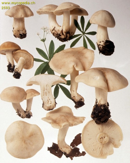 Calocybe gambosa - 