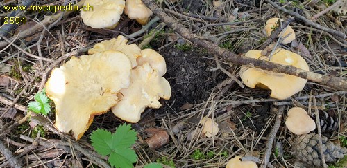 Cantharellus cibarius - 