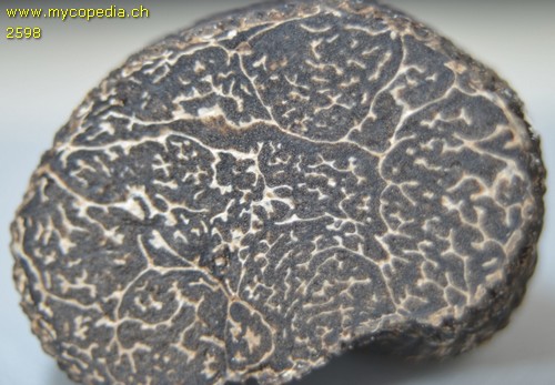 Tuber melanosporum - Gleba - 