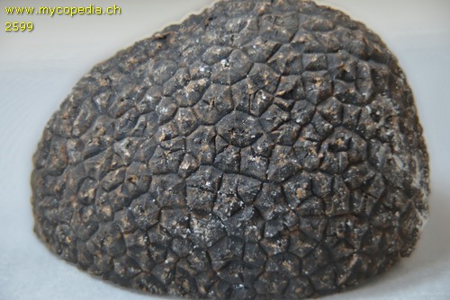 Tuber melanosporum - Peridie - 