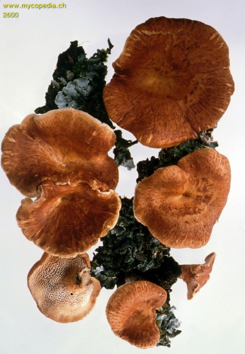 Polyporus alveolaris - 