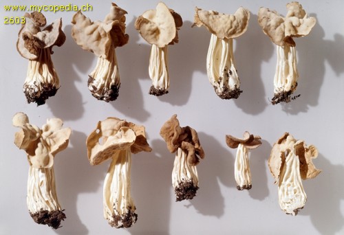 Helvella crispa - 