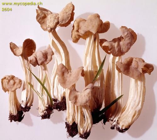 Helvella crispa - 