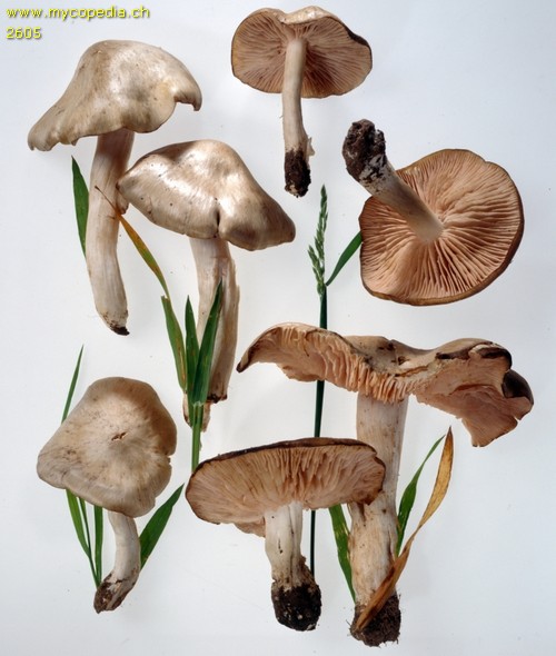 Entoloma clypeatum - 