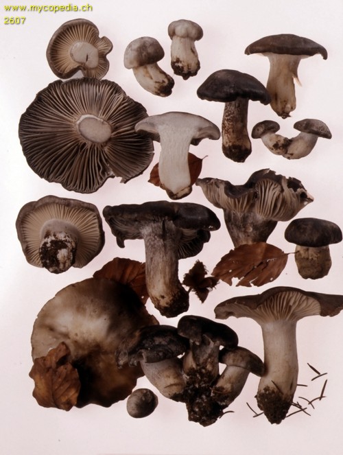 Hygrophorus marzuolus - 