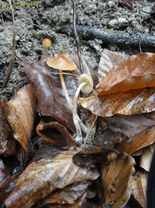 Conocybe semiglobata - 