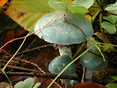 Stropharia aeruginosa - 