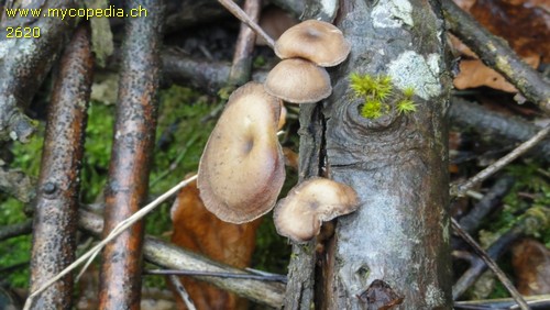 Polyporus brumalis - 