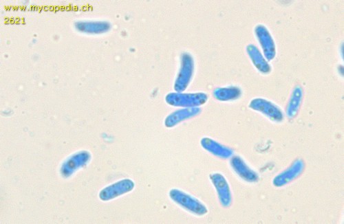 Polyporus brumalis -  - KOH 