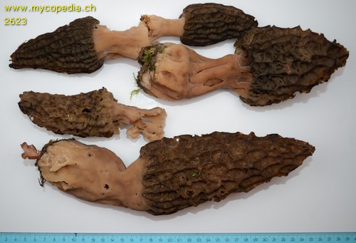 Morchella conica - 