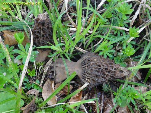 Morchella conica - 