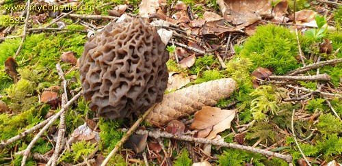 Morchella esculenta - 