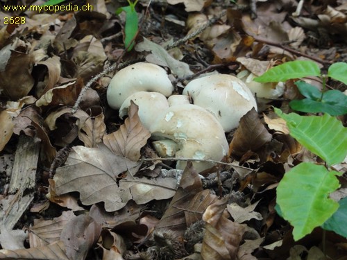 Calocybe gambosa - 