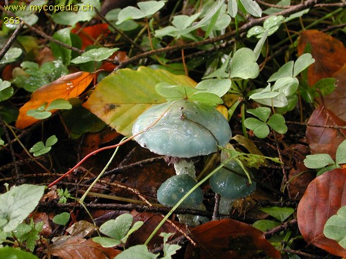 Stropharia aeruginosa - 