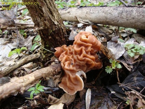 Helvella fastigiata - 