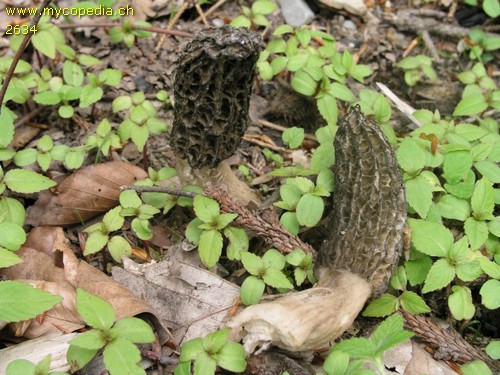 Morchella elata - 