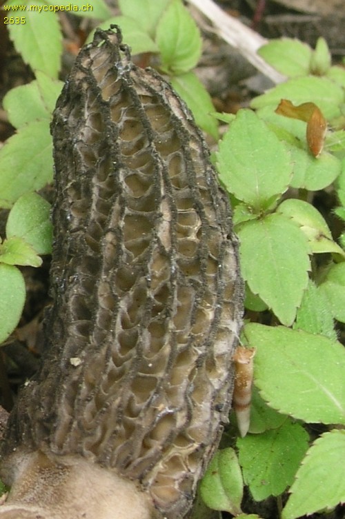 Morchella elata - 