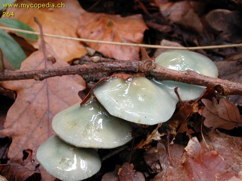 Stropharia aeruginosa - 