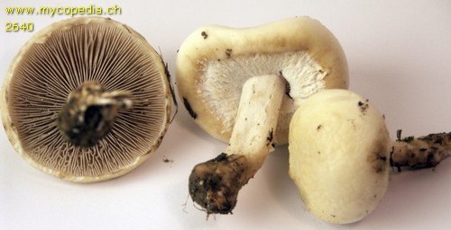 Agrocybe dura - 