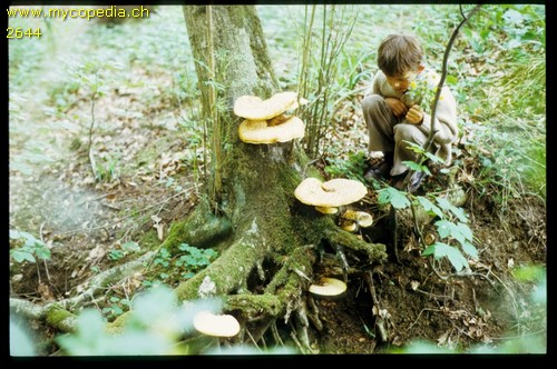 Polyporus squamosus - 