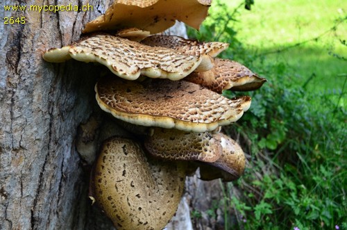 Polyporus squamosus - 