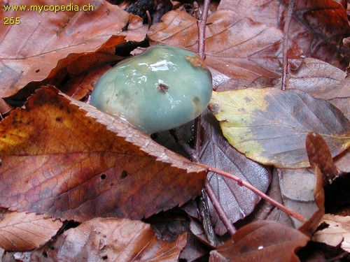 Stropharia aeruginosa - 