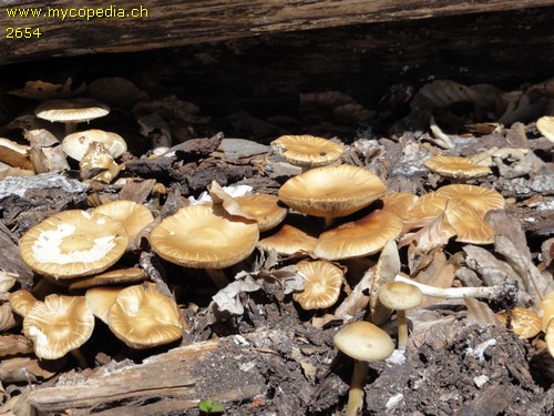 Agrocybe praecox - 