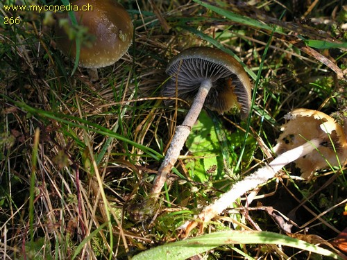 Leratiomyces squamosus - 