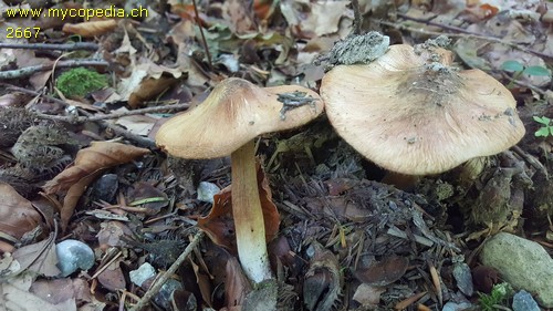 Inocybe corydalina - 