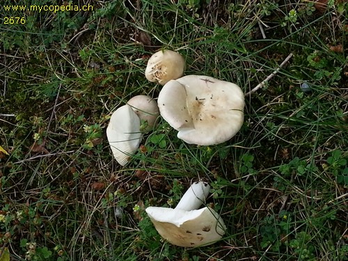 Russula exalbicans - 