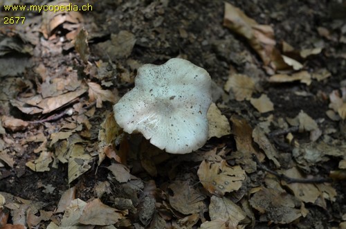 Tricholoma pardinum var. filamentosum - 