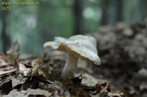 Tricholoma pardinum var. filamentosum - 