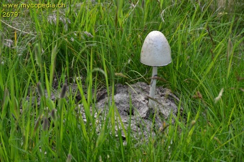 Panaeolus semiovatus - 