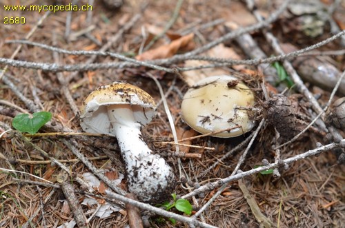 Amanita gemmata - 