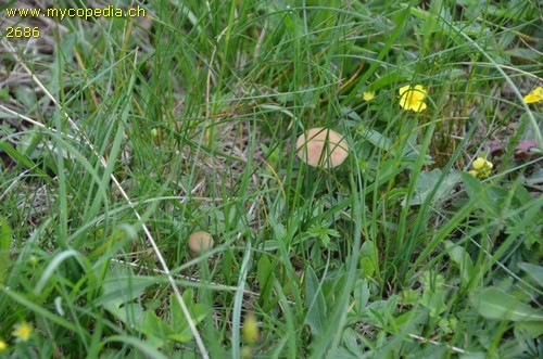 Agrocybe paludosa - 