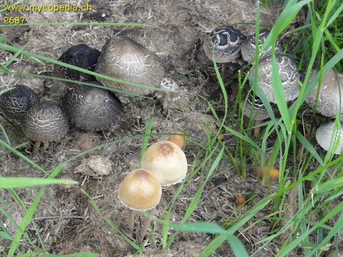 Panaeolus papilionaceus - 