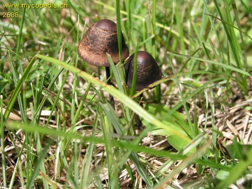 Panaeolus papilionaceus - 