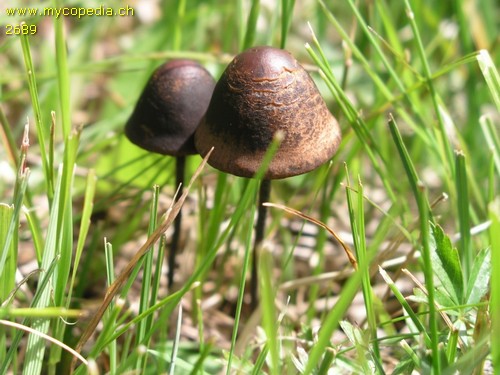 Panaeolus papilionaceus - 