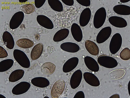 Panaeolus semiovatus - Sporen & Asci - 