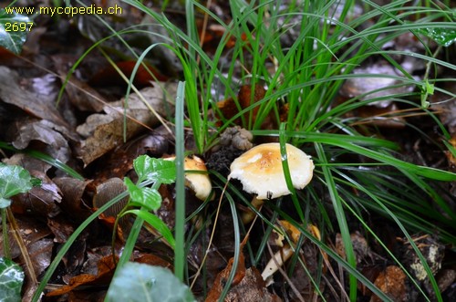 Zhuliangomyces ochraceoluteus - 