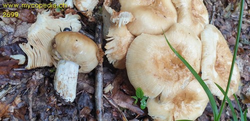 Russula foetens - 