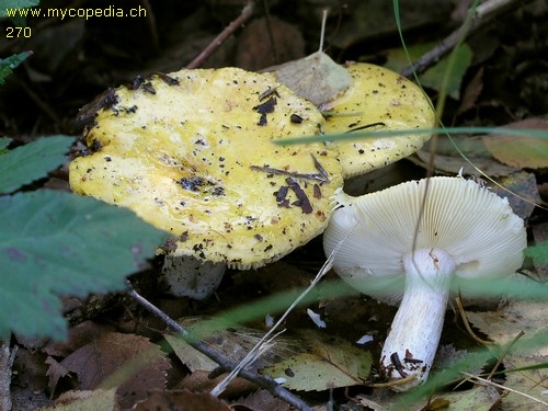 Russula claroflava - 