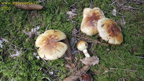 Russula foetens - 